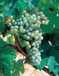 Northpoint Winery Marsanne 2005